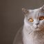 读者「三点半的猫」的评论头像